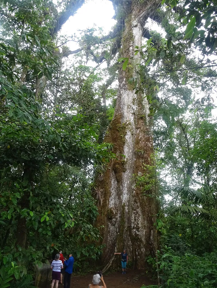 Árbol de la Paz (Tree of Peace), nature spot in Arenal & La Fortuna (photo 1 of 5)