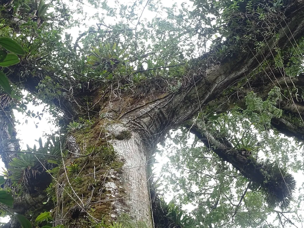 Árbol de la Paz (Tree of Peace), nature spot in Arenal & La Fortuna (photo 2 of 5)