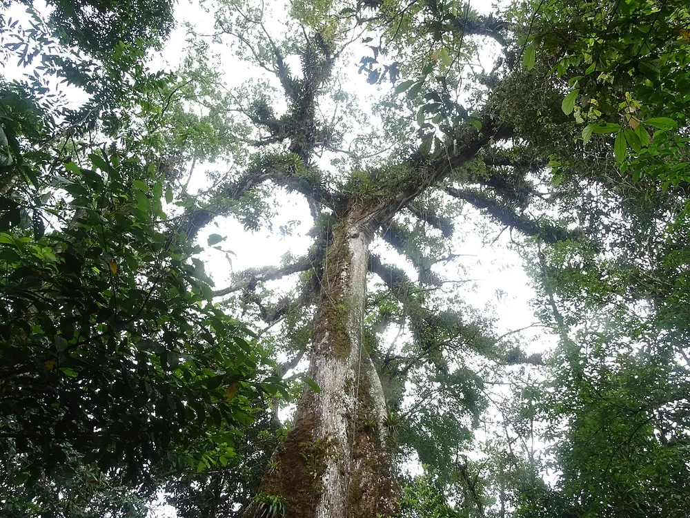 Árbol de la Paz (Tree of Peace), nature spot in Arenal & La Fortuna (photo 3 of 5)