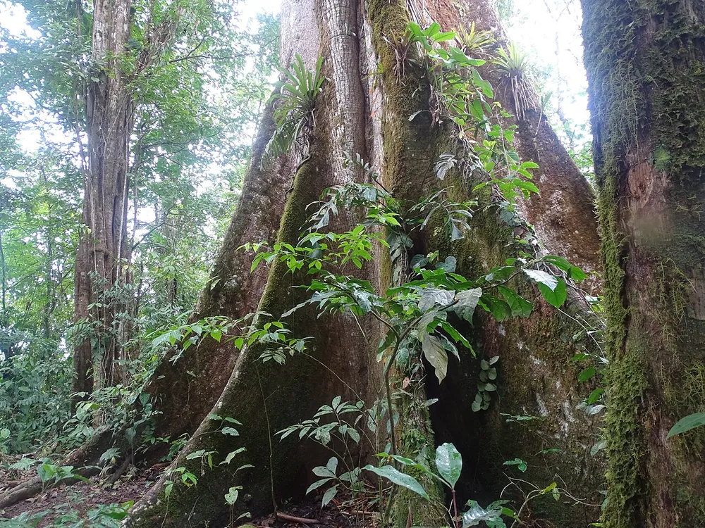 Árbol de la Paz (Tree of Peace), nature spot in Arenal & La Fortuna (photo 4 of 5)