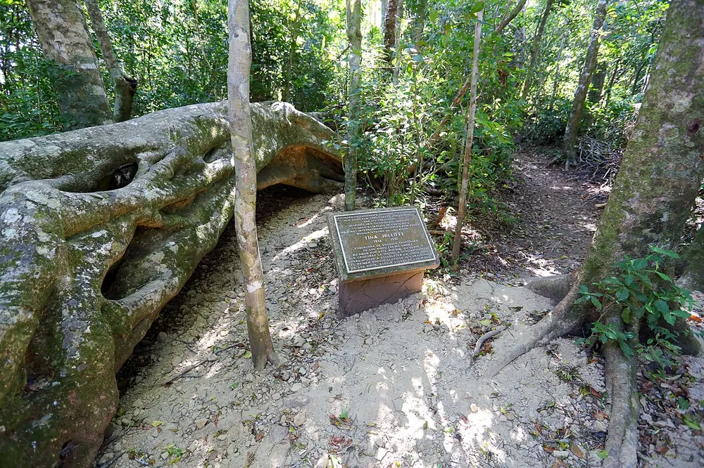 Bajo del Tigre (Children's Eternal Rainforest), sendero en Monteverde (foto 1 de 3)