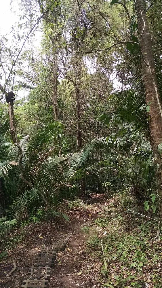 Cabo Blanco Reserve — Swedish Trail, sendero en Península de Nicoya (foto 3 de 3)