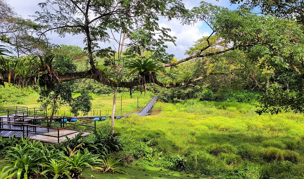Cano Negro Wildlife Refuge (Rio Frio boat access), park in Arenal & La Fortuna (photo 2 of 6)