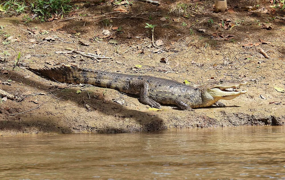 Cano Negro Wildlife Refuge (Rio Frio boat access), park in Arenal & La Fortuna (photo 4 of 6)