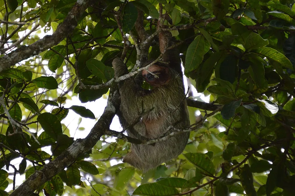 Cano Negro Wildlife Refuge (Rio Frio boat access), park in Arenal & La Fortuna (photo 5 of 6)