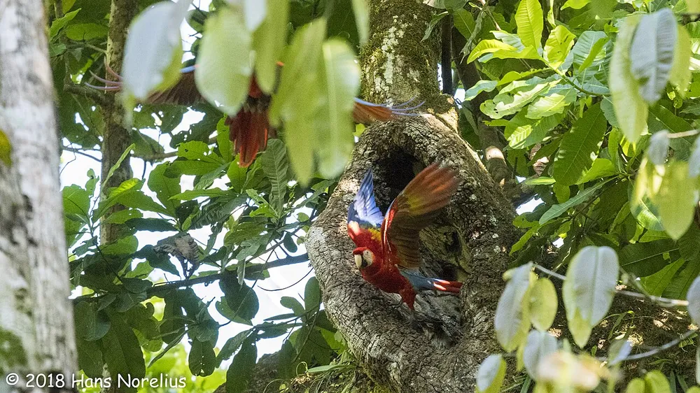 Carara National Park, trail in Jacó & Herradura (photo 3 of 4)