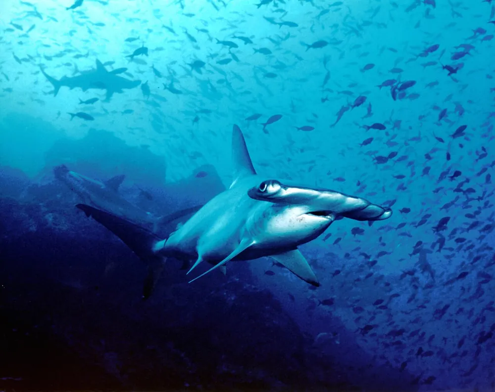 Cocos Island National Park (Isla del Coco), nature spot in Central Pacific (photo 3 of 6)