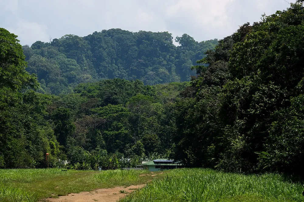 Corcovado National Park (Sirena Station), parque en Península de Osa (foto 3 de 6)
