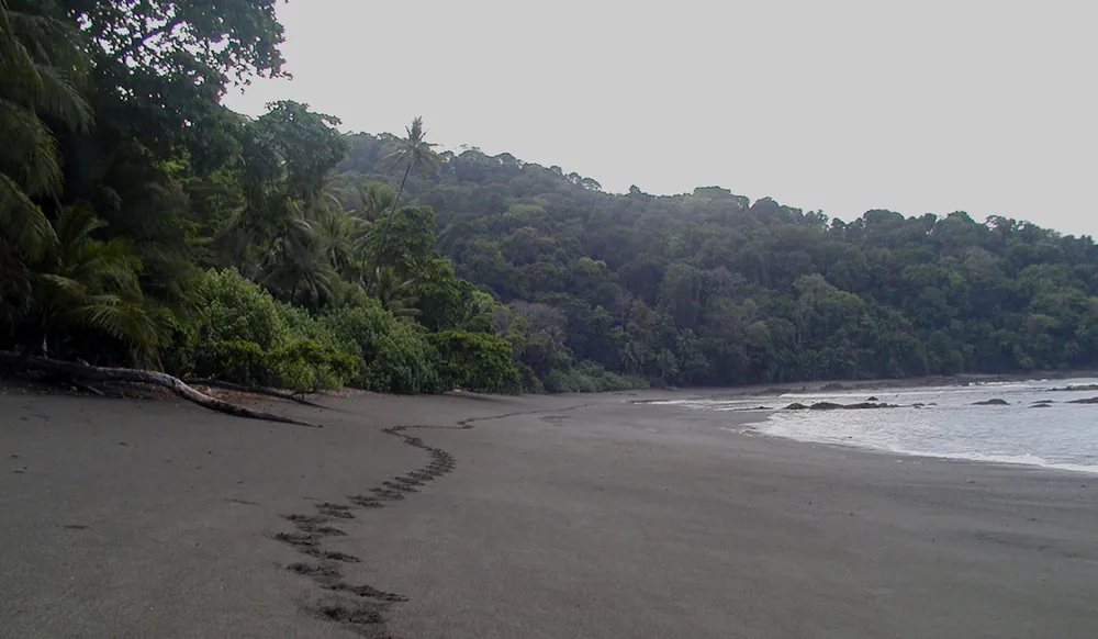 Corcovado National Park (Sirena Station), parque en Península de Osa (foto 4 de 6)