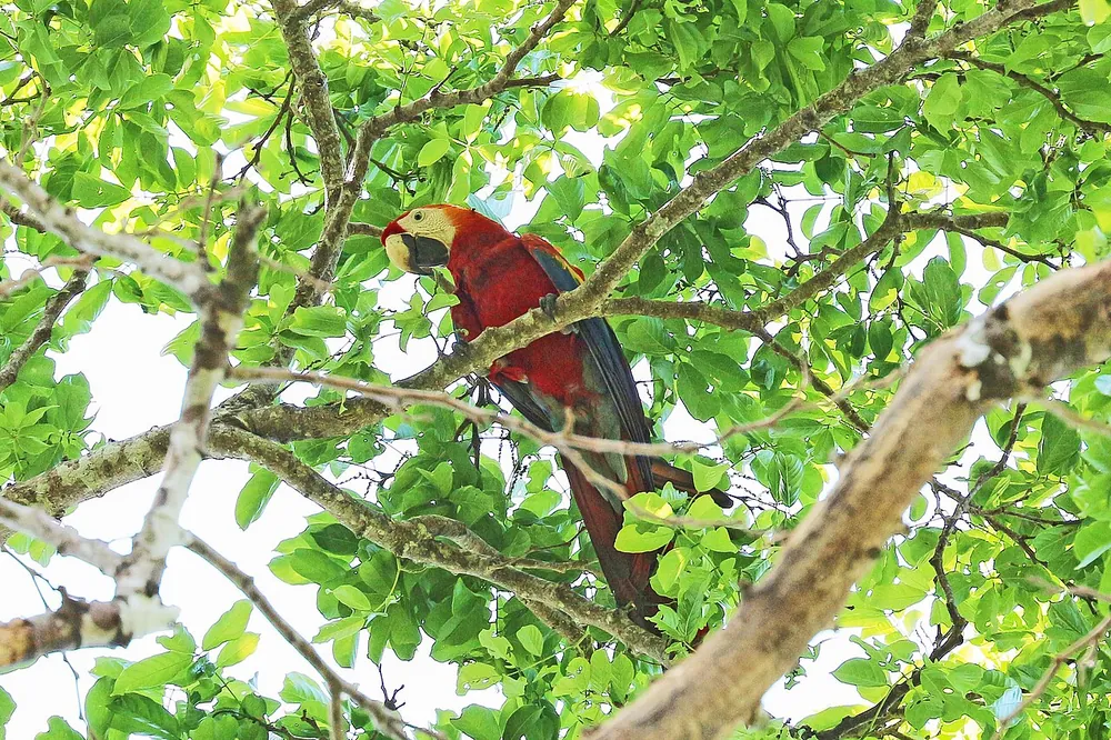 Corcovado National Park (Sirena Station), parque en Península de Osa (foto 5 de 6)