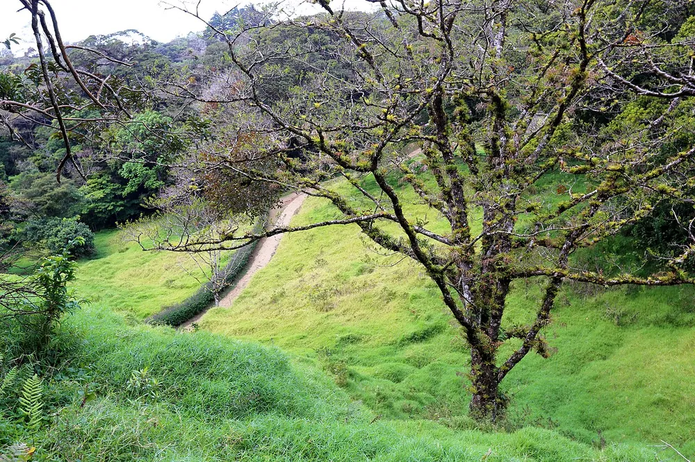 Curi-Cancha Reserve, trail in Monteverde (photo 3 of 3)
