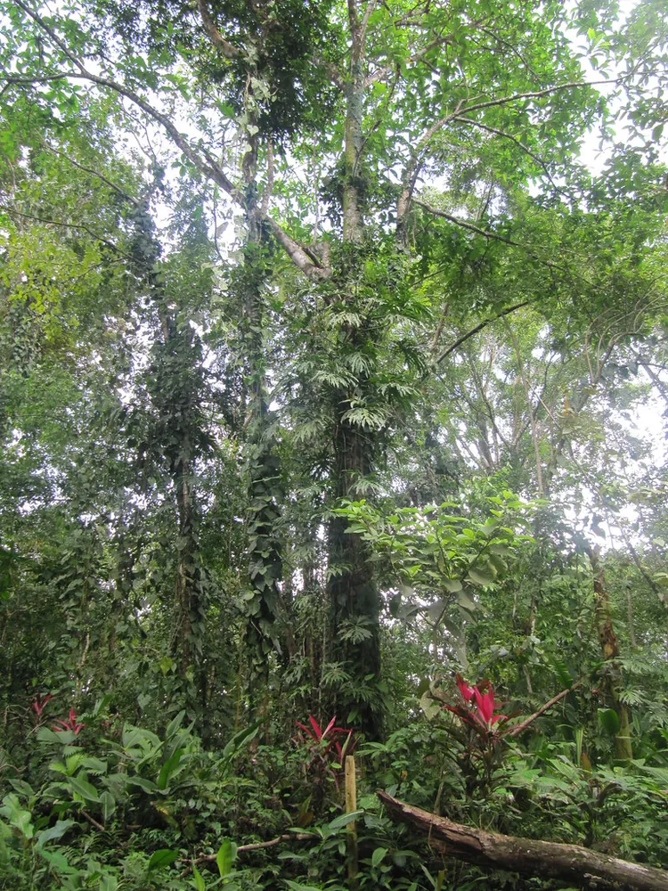 Gandoca-Manzanillo Wildlife Refuge (Manzanillo entrance), parque en Caribe (foto 3 de 4)
