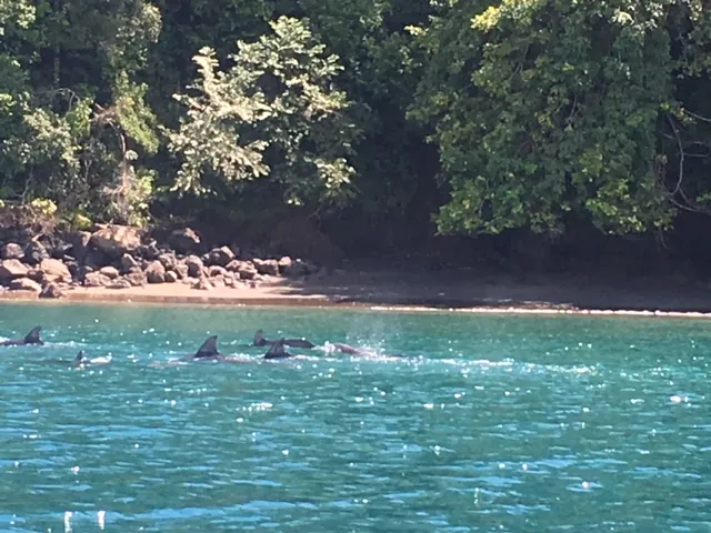 Golfo Dulce Dolphin and Whale Waters, nature spot in Osa Peninsula (photo 2 of 3)