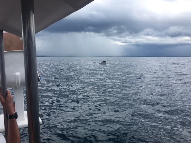 Golfo Dulce Dolphin and Whale Waters, nature spot in Osa Peninsula (photo 3 of 3)