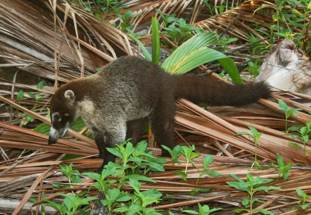 Hacienda Barú Wildlife Refuge, nature spot in Central Pacific (photo 1 of 2)