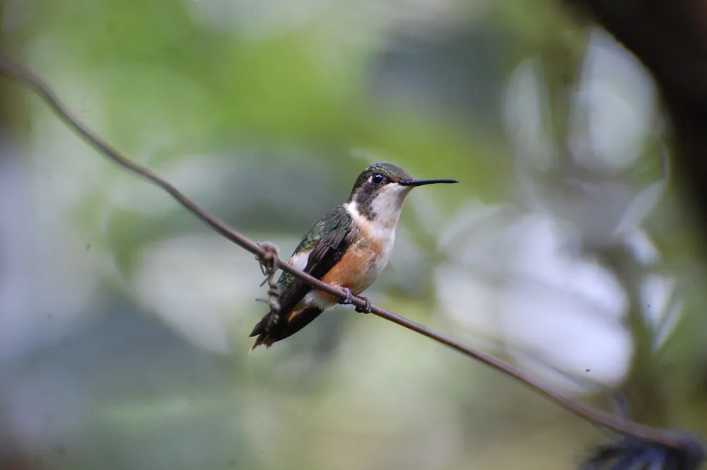 Hummingbird Feeders at Café Colibrí, naturaleza en Monteverde (foto 1 de 2)