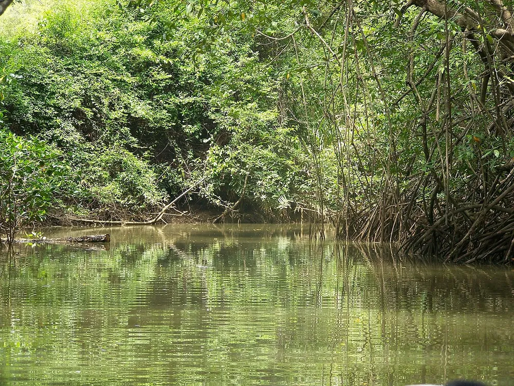 Damas Island Mangrove Estuary, nature spot in Central Pacific (photo 1 of 6)