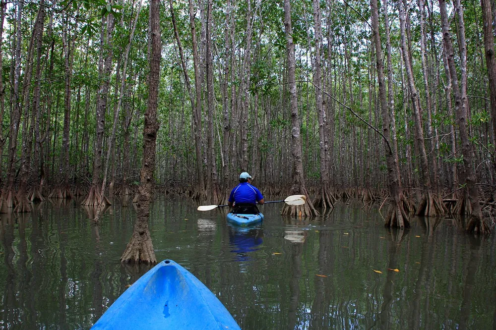Damas Island Mangrove Estuary, nature spot in Central Pacific (photo 3 of 6)
