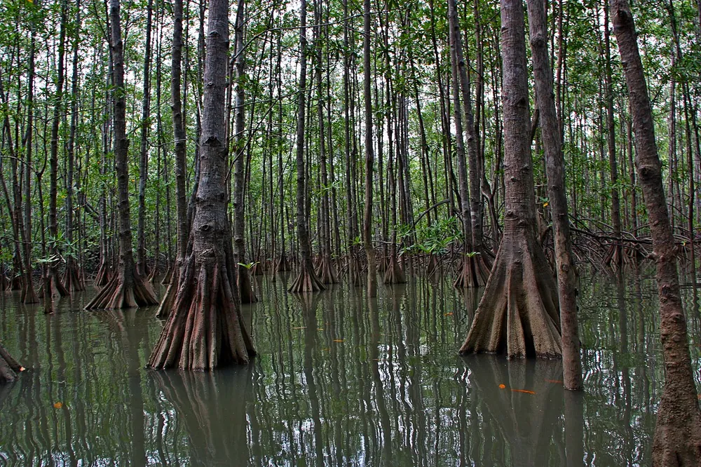 Damas Island Mangrove Estuary, nature spot in Central Pacific (photo 4 of 6)