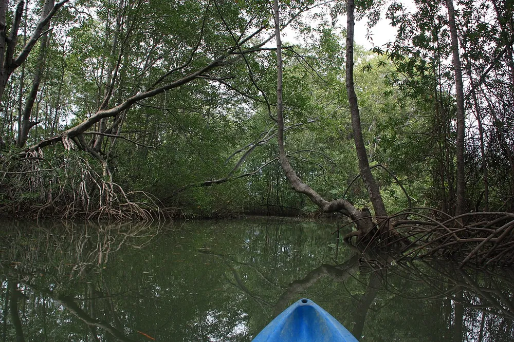 Damas Island Mangrove Estuary, nature spot in Central Pacific (photo 5 of 6)
