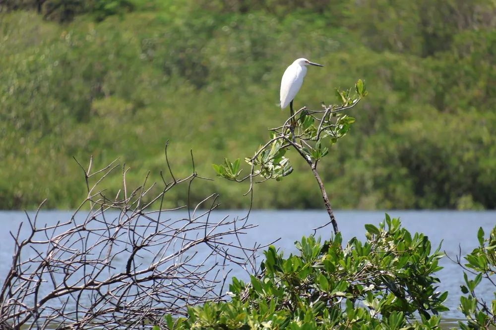 Isla Venado (Gulf of Nicoya), nature spot in Nicoya Peninsula (photo 2 of 3)