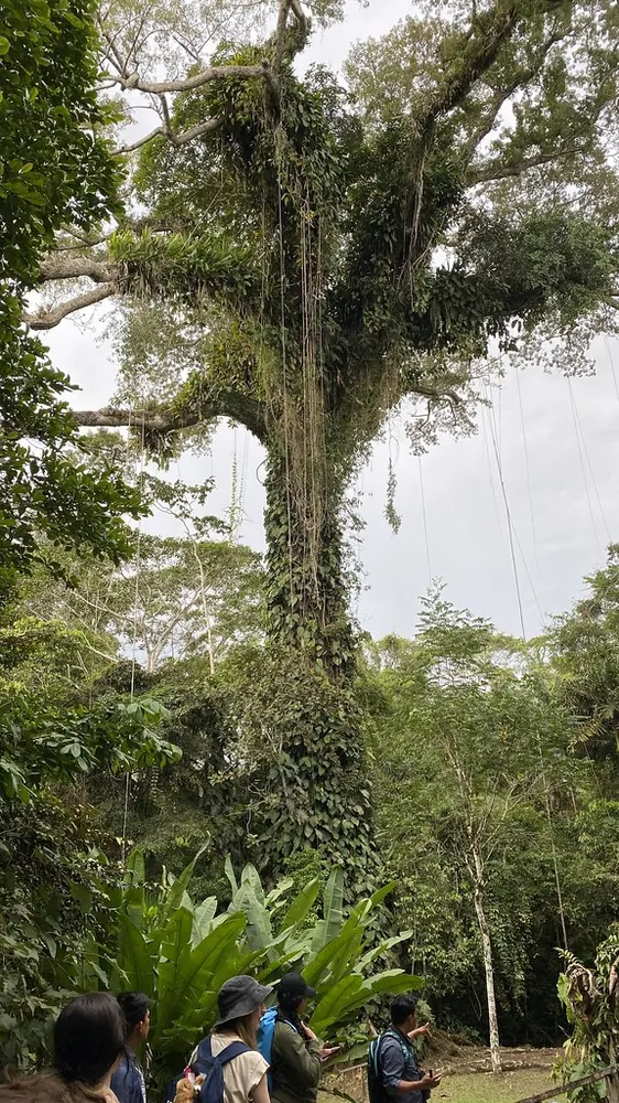 Giant Ceiba of La Ceiba Tree Lodge, naturaleza en Arenal y La Fortuna
