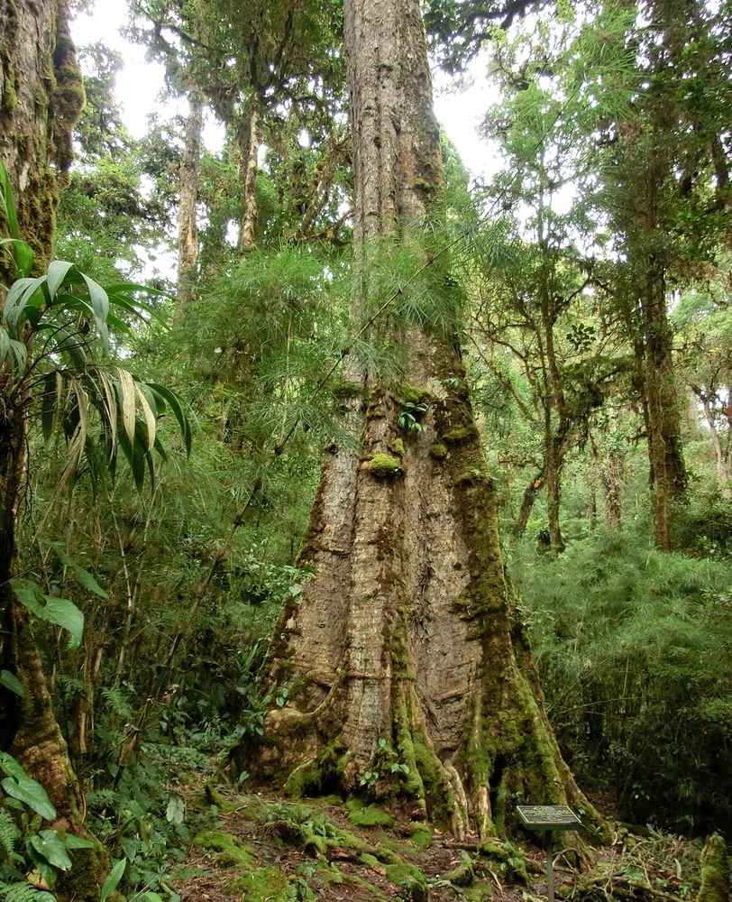 Parque Nacional Los Quetzales, parque en San José y Valle Central (foto 3 de 4)
