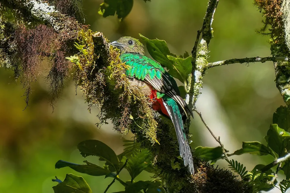 Parque Nacional Los Quetzales, parque en San José y Valle Central (foto 4 de 4)
