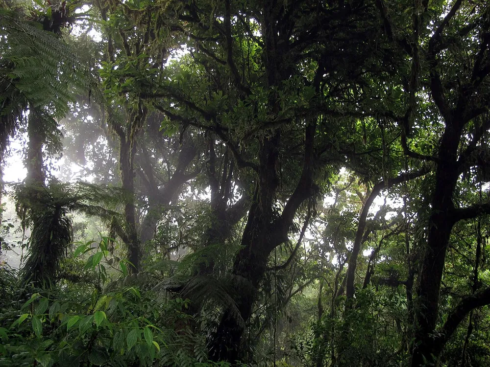 Monteverde Cloud Forest Reserve, sendero en Monteverde (foto 3 de 4)