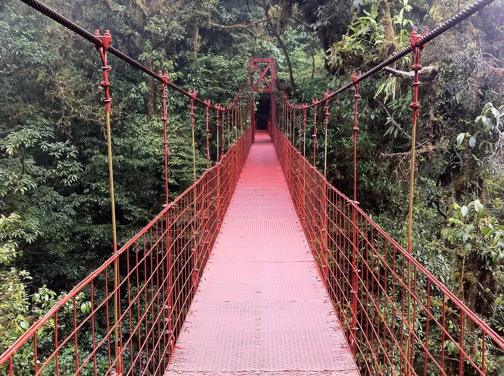 Monteverde Cloud Forest Reserve, sendero en Monteverde (foto 4 de 4)