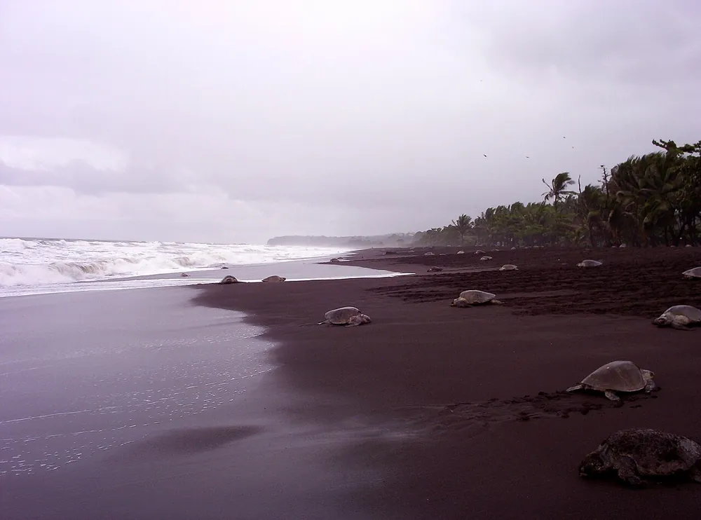 Ostional Turtle Beach, nature spot in Nicoya Peninsula (photo 1 of 2)