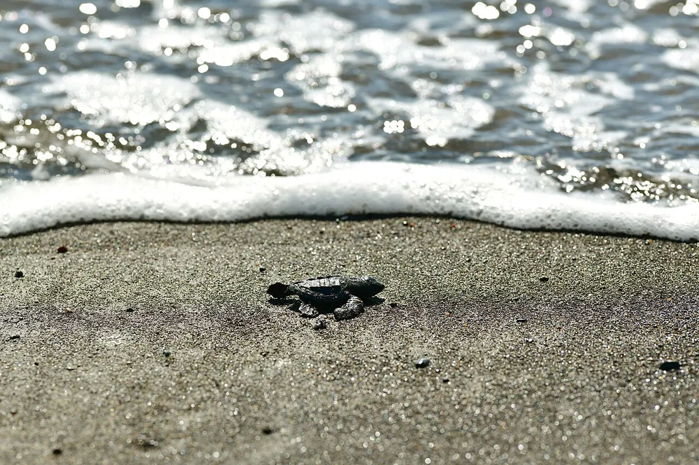 Ostional Turtle Beach, nature spot in Nicoya Peninsula (photo 2 of 2)