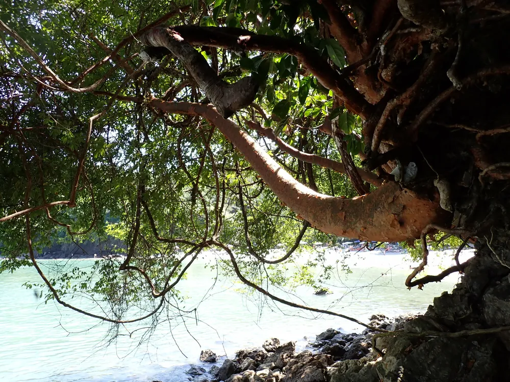 Playa Biesanz, para nadar en Pacífico Central (foto 2 de 5)