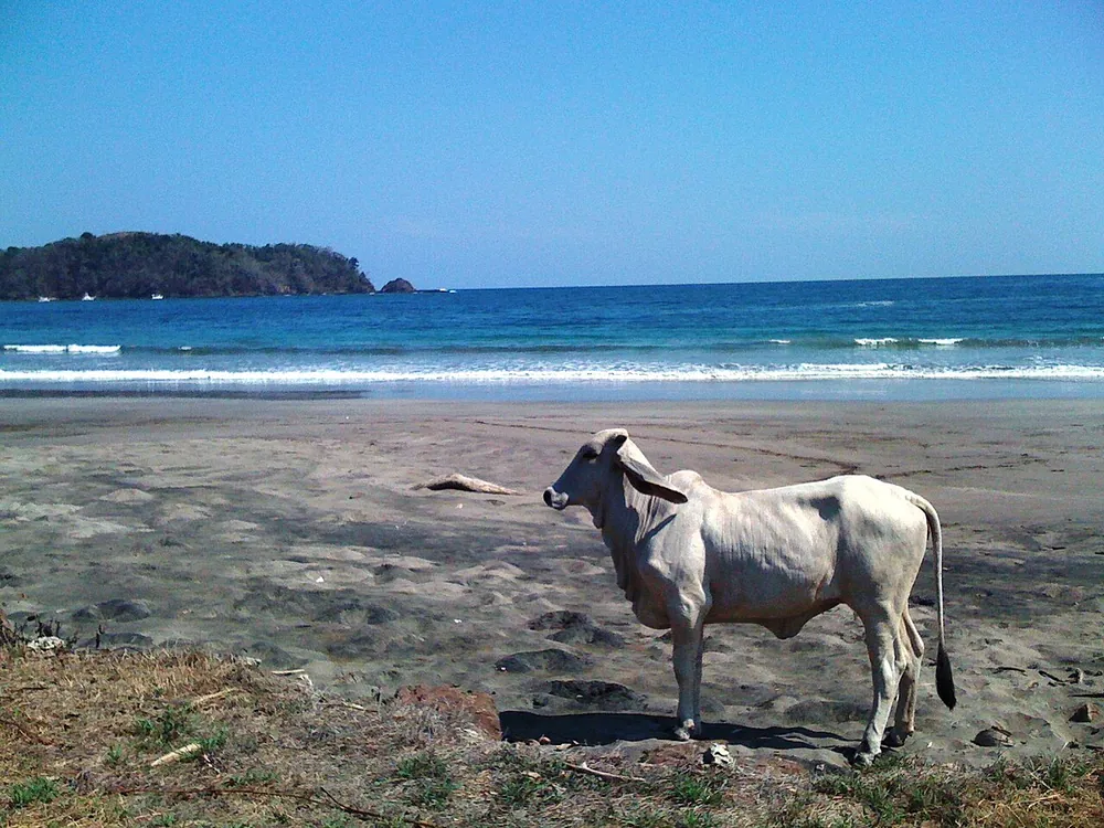 Playa Carrillo, beach in Nicoya Peninsula (photo 4 of 5)