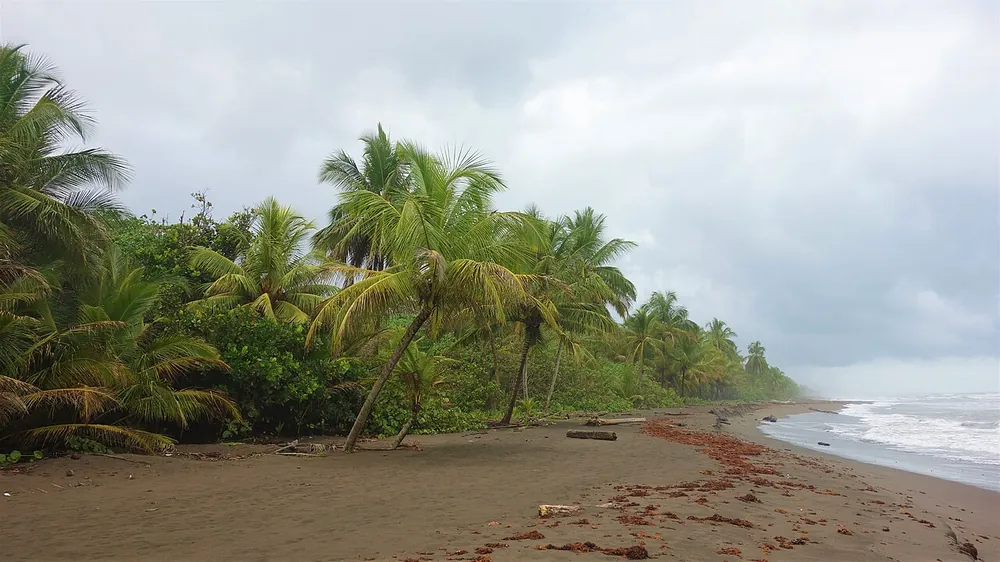 Tortuguero Beach, beach in Caribbean Coast (photo 3 of 3)