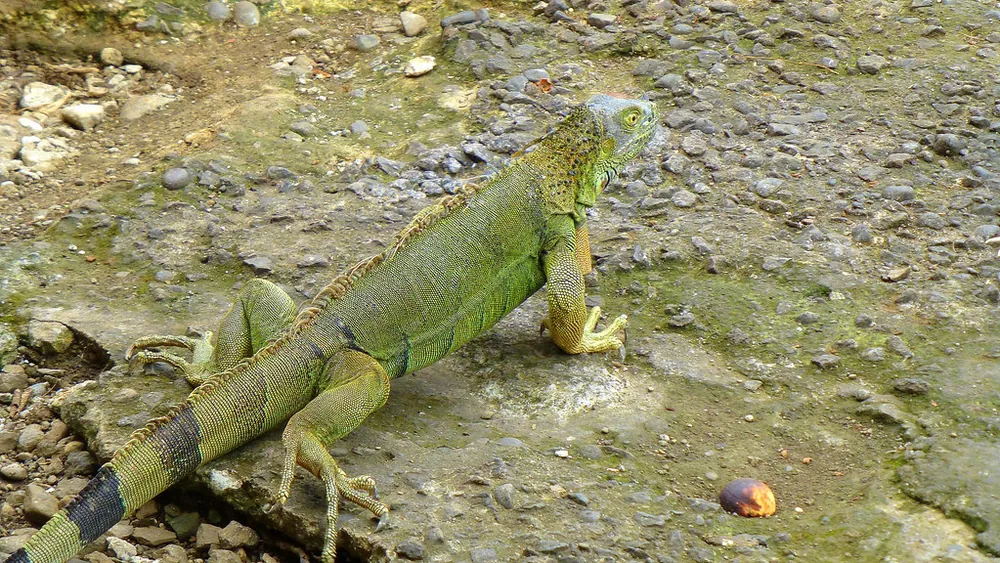 Iguana Bridge (Puente de las Iguanas), Muelle, naturaleza en Arenal y La Fortuna (foto 2 de 2)