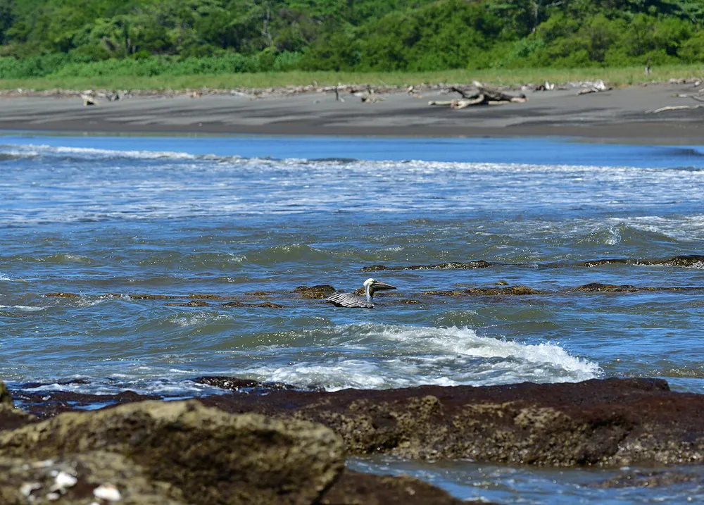 Reserva Biológica Nosara (river mouth and tide flats), nature spot in Nicoya Peninsula (photo 3 of 6)