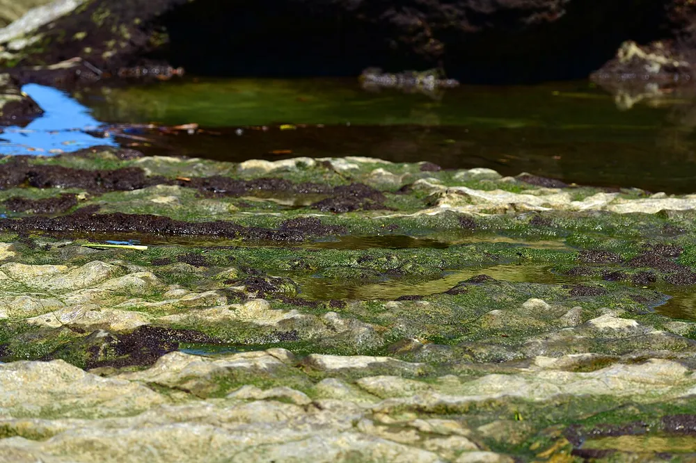 Reserva Biológica Nosara (river mouth and tide flats), nature spot in Nicoya Peninsula (photo 5 of 6)