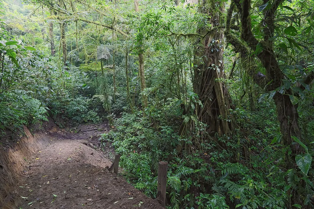 San Gerardo Station (Children's Eternal Rainforest), parque en Monteverde (foto 4 de 4)