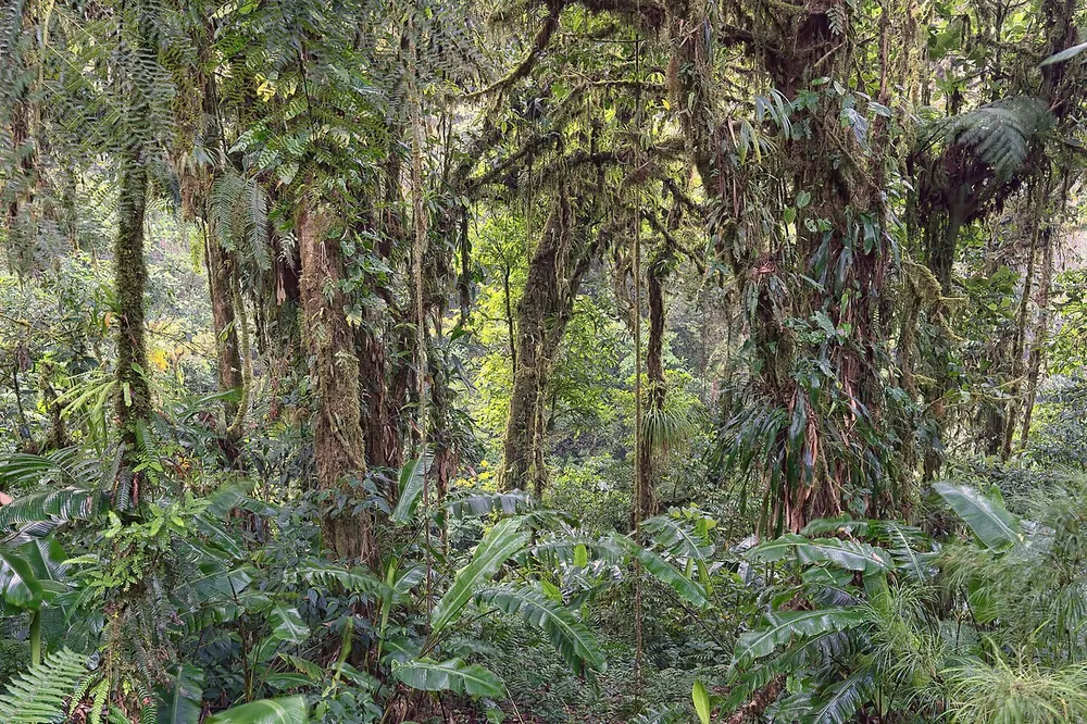 Santa Elena Cloud Forest Reserve, trail in Monteverde (photo 2 of 3)