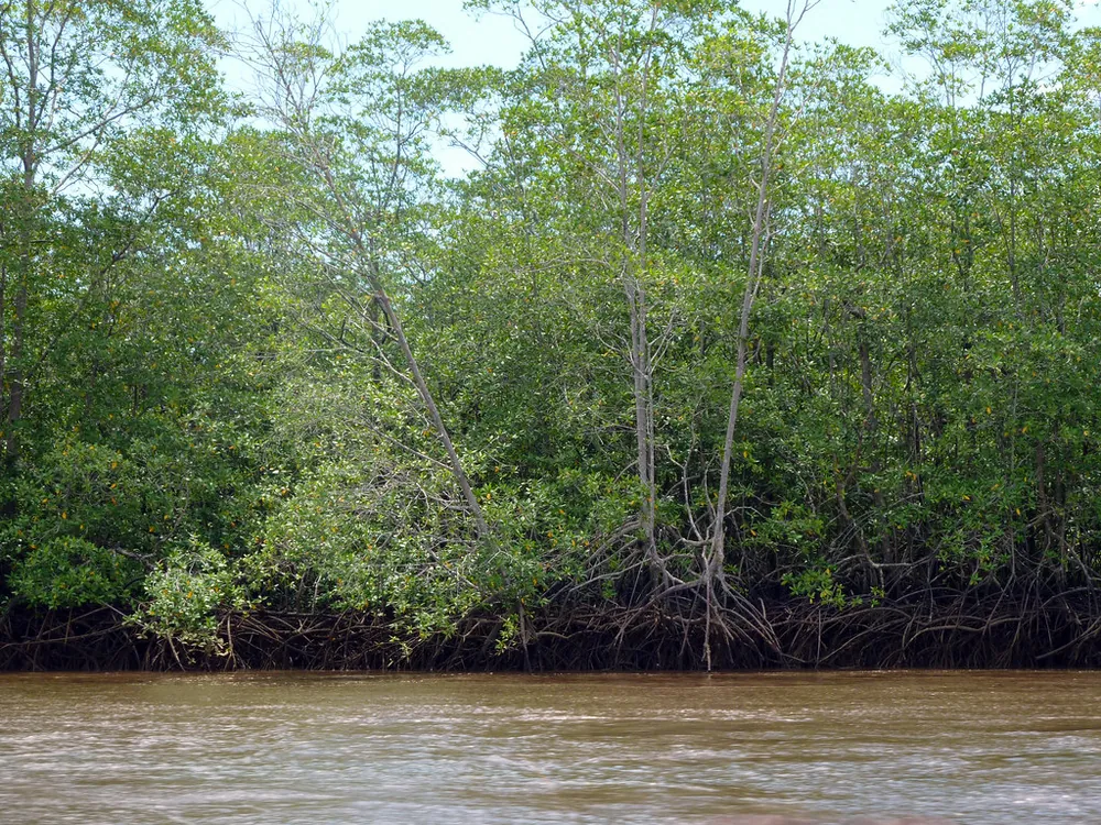 Sierpe Riverfront, landmark in Osa Peninsula (photo 4 of 4)