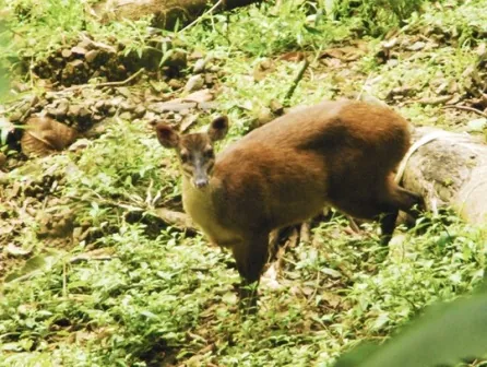 Parque Nacional Tapantí, parque en San José y Valle Central (foto 5 de 5)