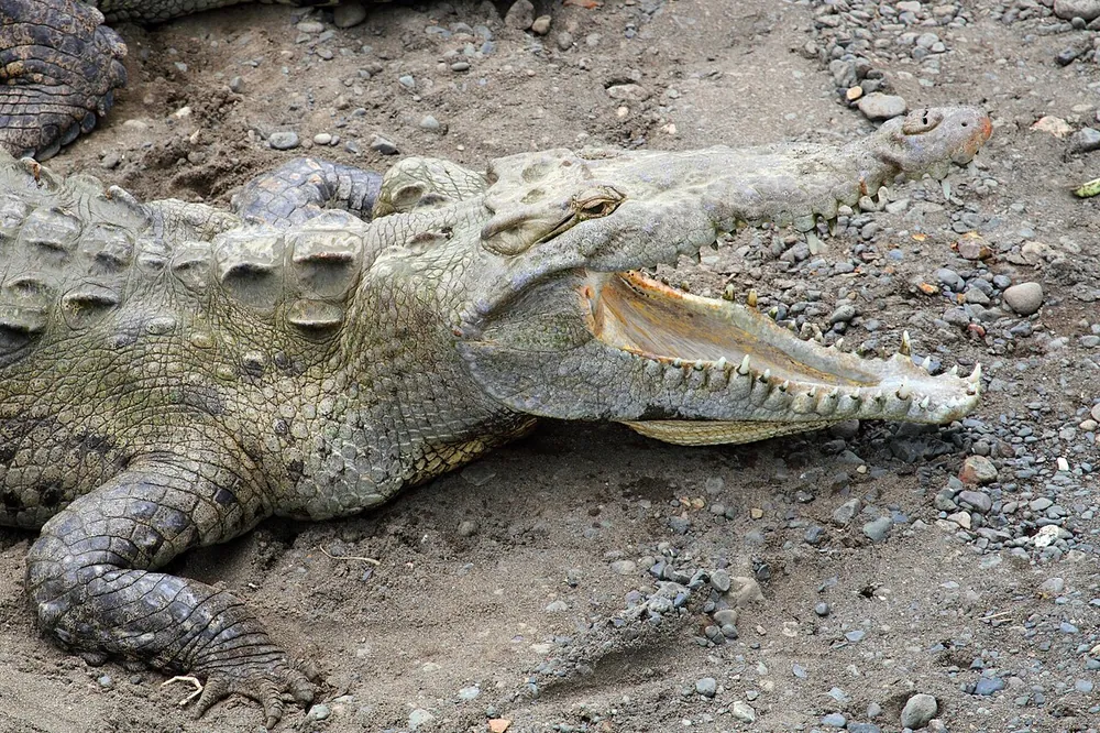 Tárcoles Crocodile Bridge, naturaleza en Jacó y Herradura (foto 2 de 5)