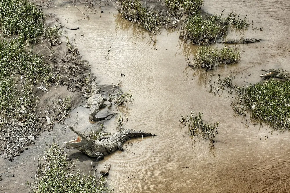 Tárcoles Crocodile Bridge, naturaleza en Jacó y Herradura (foto 3 de 5)