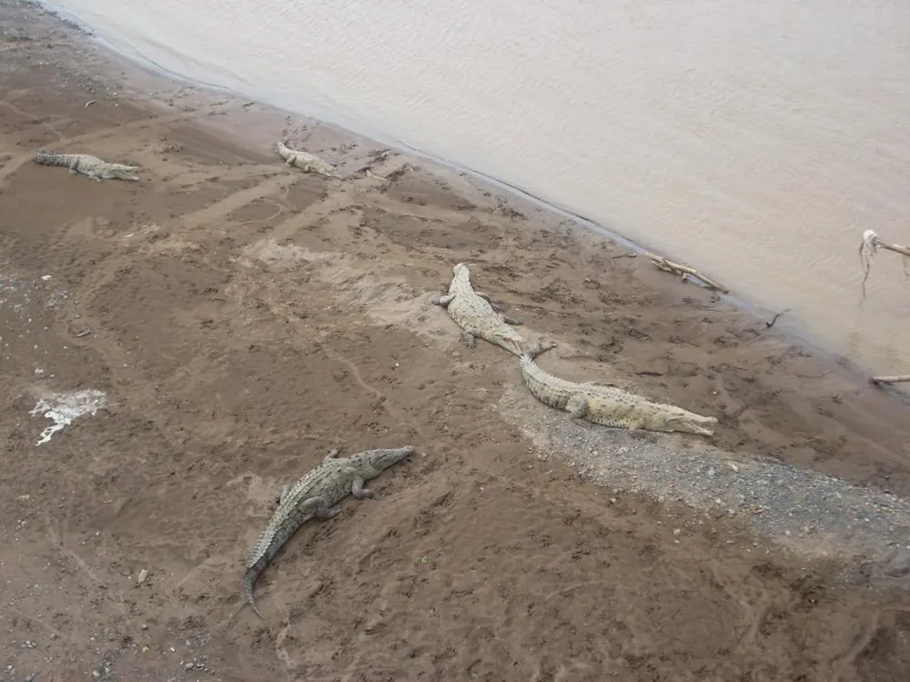 Tárcoles Crocodile Bridge, naturaleza en Jacó y Herradura (foto 5 de 5)