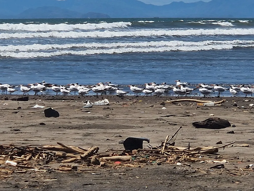 Playa Azul & Tárcoles River Mouth, nature spot in Jacó & Herradura (photo 2 of 3)