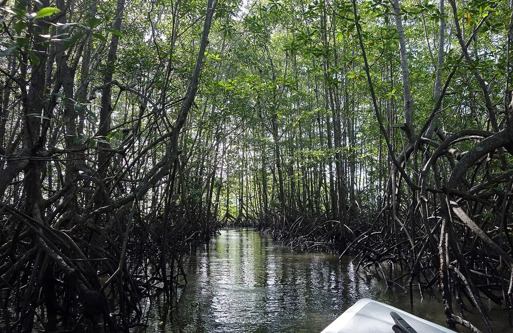 Térraba-Sierpe Mangroves (Boca Sierpe), nature spot in Osa Peninsula (photo 1 of 3)