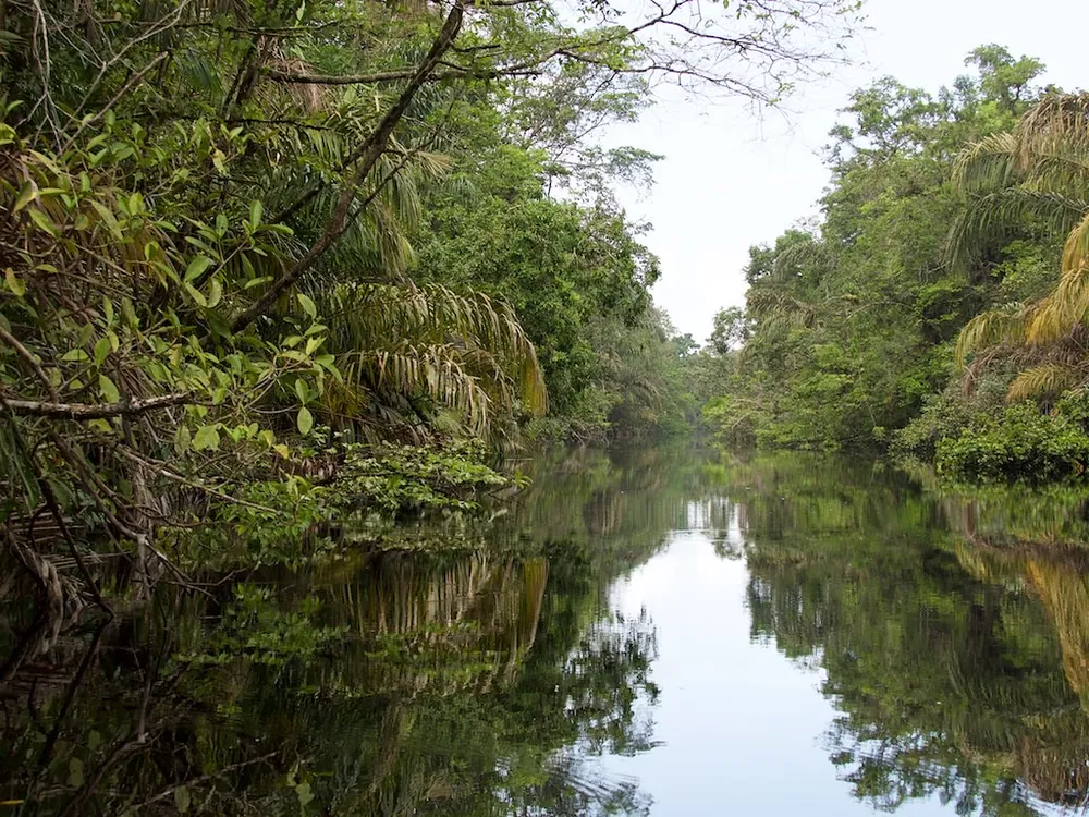 Tortuguero Canals, naturaleza en Caribe (foto 1 de 5)