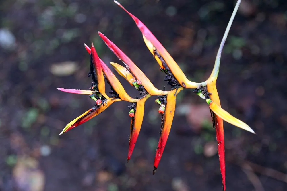 Wilson Botanical Garden (Las Cruces), park in Osa Peninsula